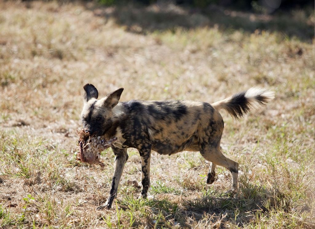 African Wild Dogs Eating