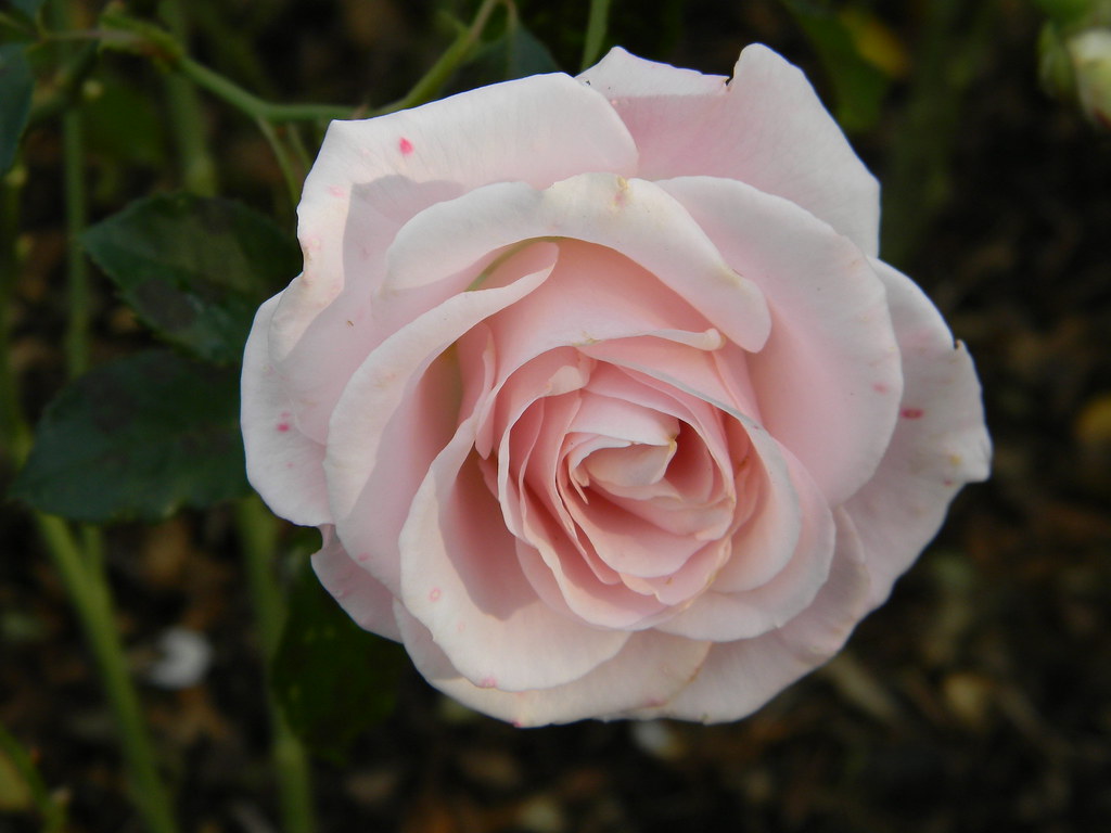 Rosa Lace Register as FRYmoody Francis Ackerley Flickr