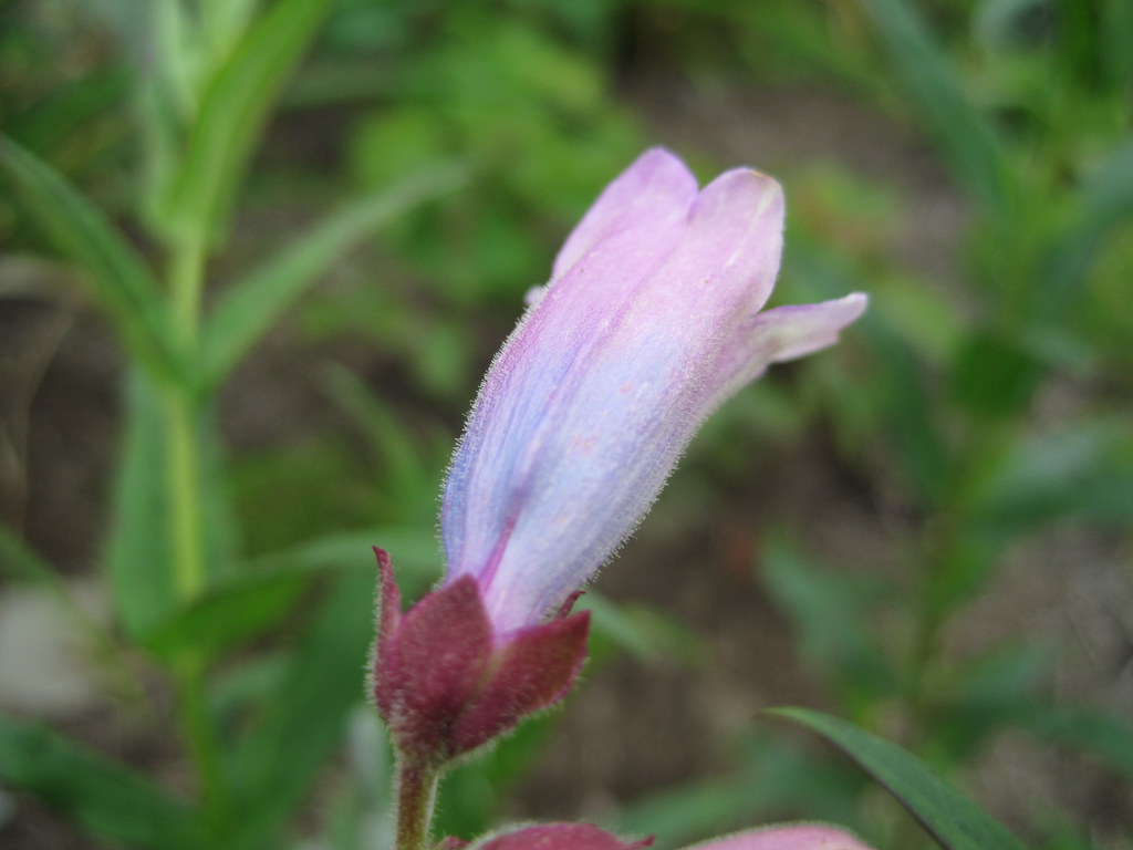 wales llanllyr garden 103 pitjies Flickr
