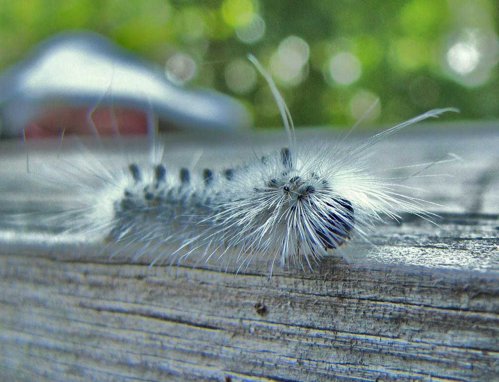 Fall Webworm Moth Caterpillar Hyphantria cunea Susan Hope Finley