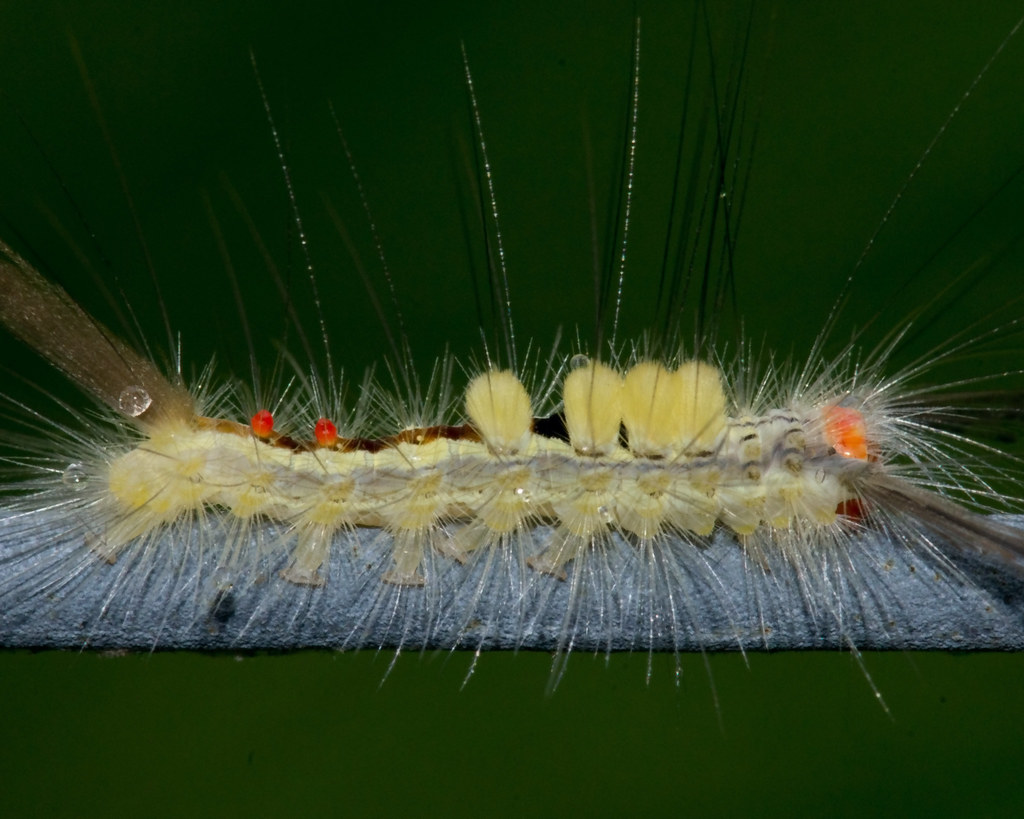 Whitemarked Tussock Moth Caterpillar 2050 Ray Flickr