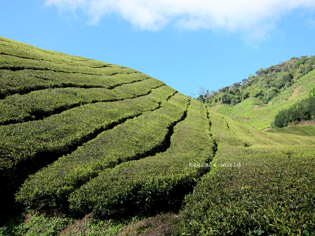 MY_tea hills a BOH tea plantation field in the Cameron Hig… Flickr