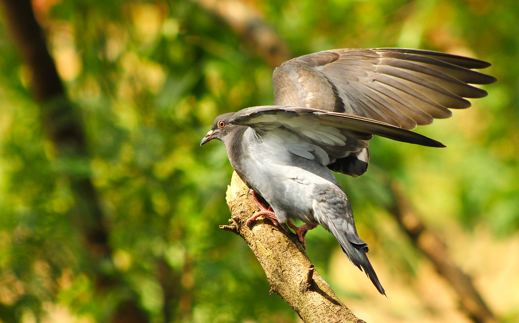 Blue Rock Pigeon Akshay Charegaonkar Flickr