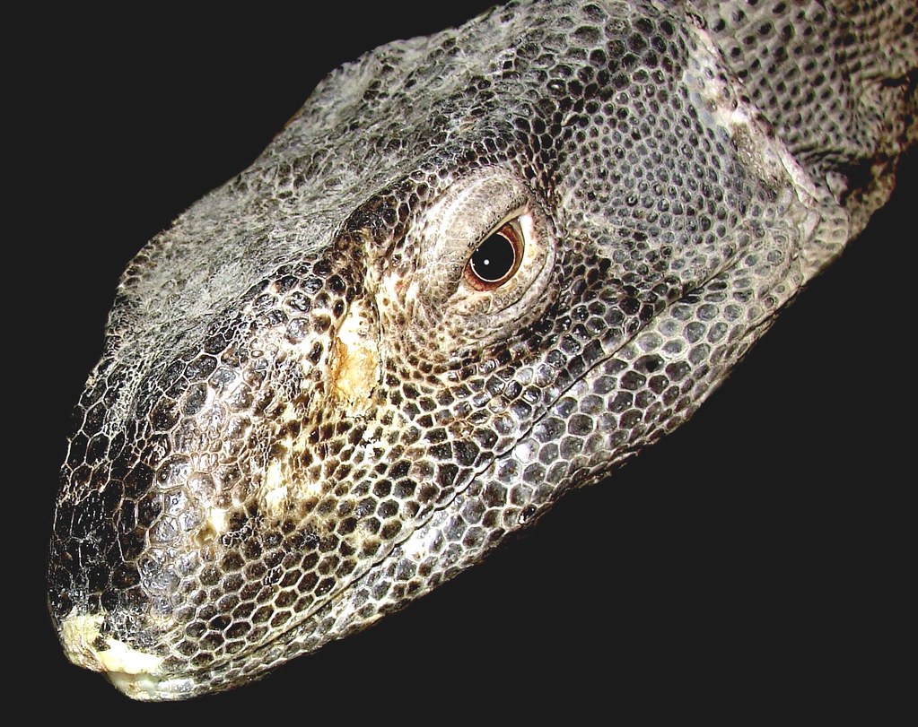 "Dozer" a profile He's a Black throat monitor lizard