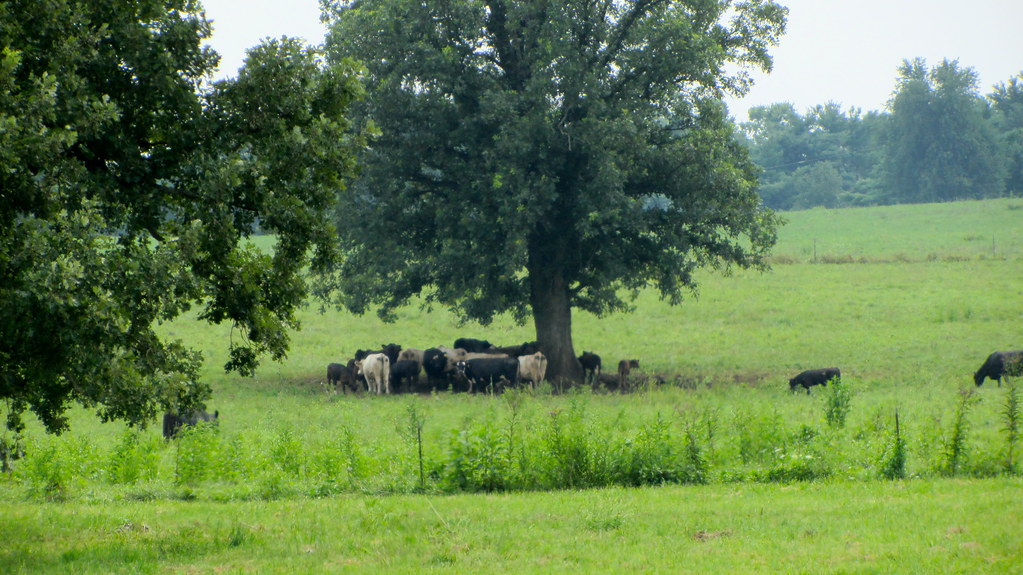 Cows under a tree Kentucky Bluegrass country IMG_2850 ellenm1 Flickr