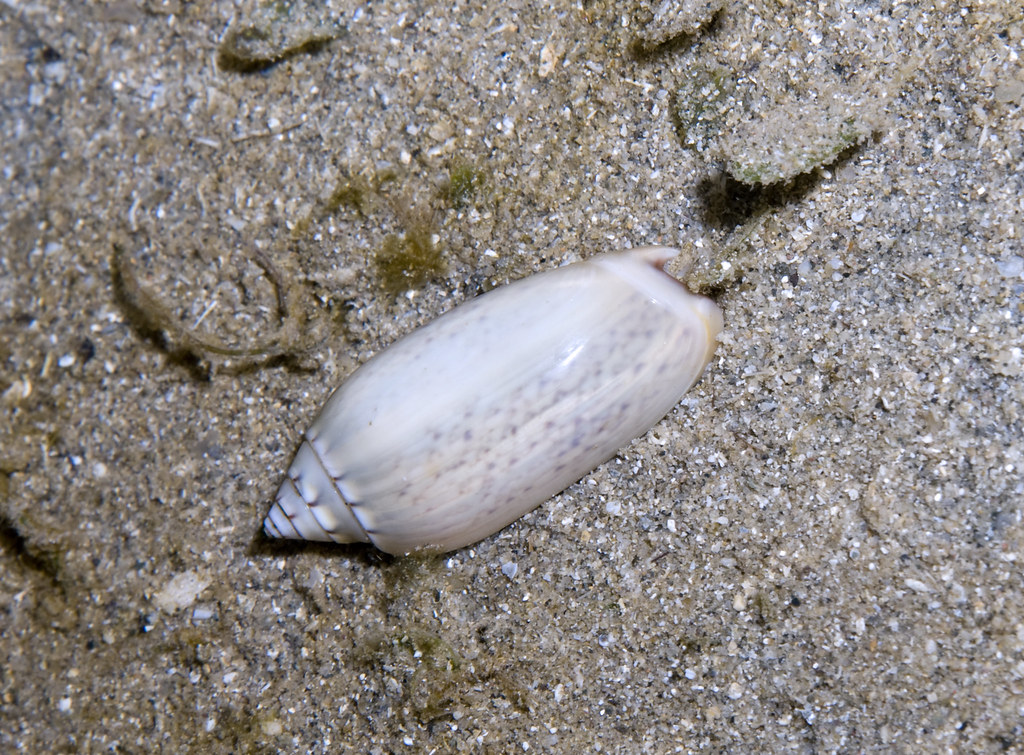 Common olive snail (Oliva oliva) More about this snail on … Flickr