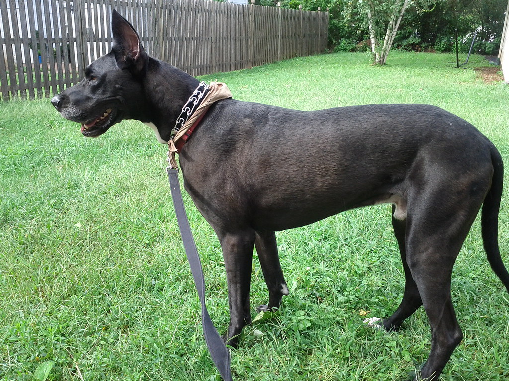 pets great dane shareif pets great dane shareif Flickr