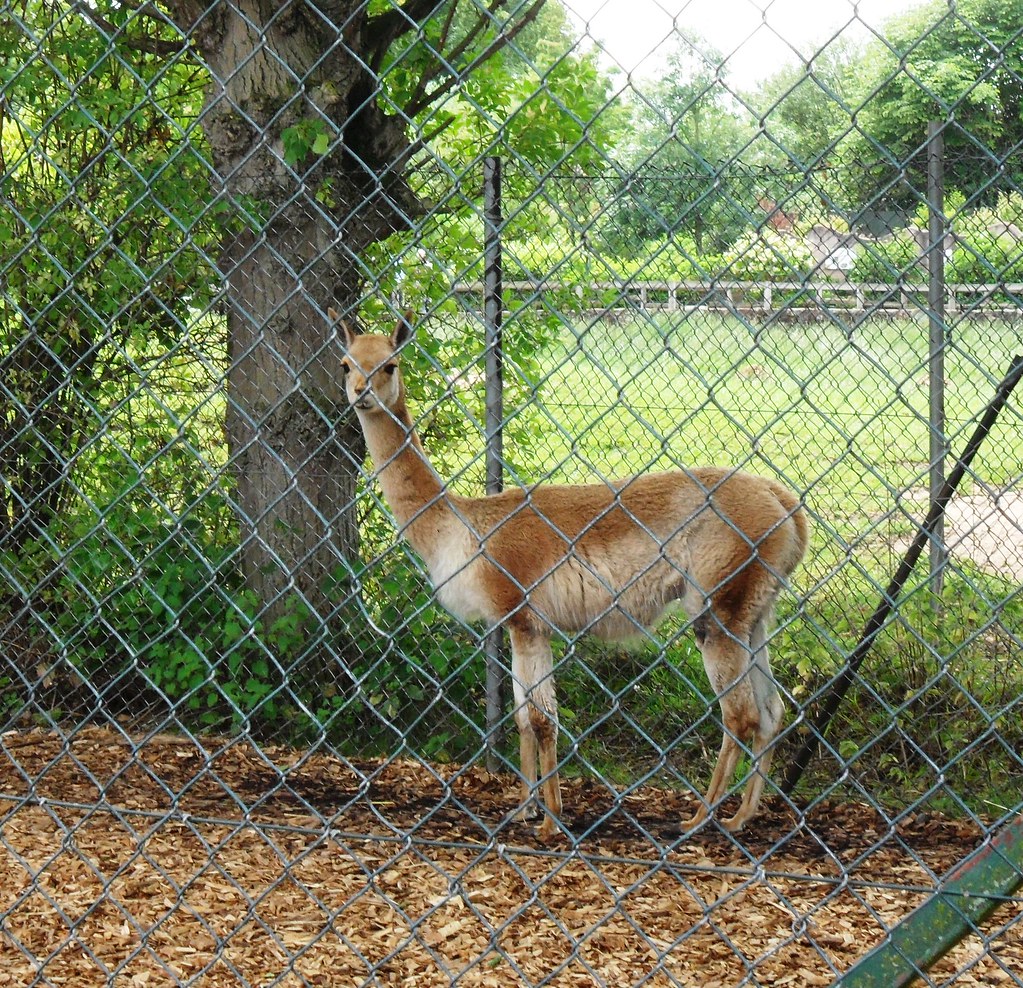 lonely llama Jo Gemmell Flickr