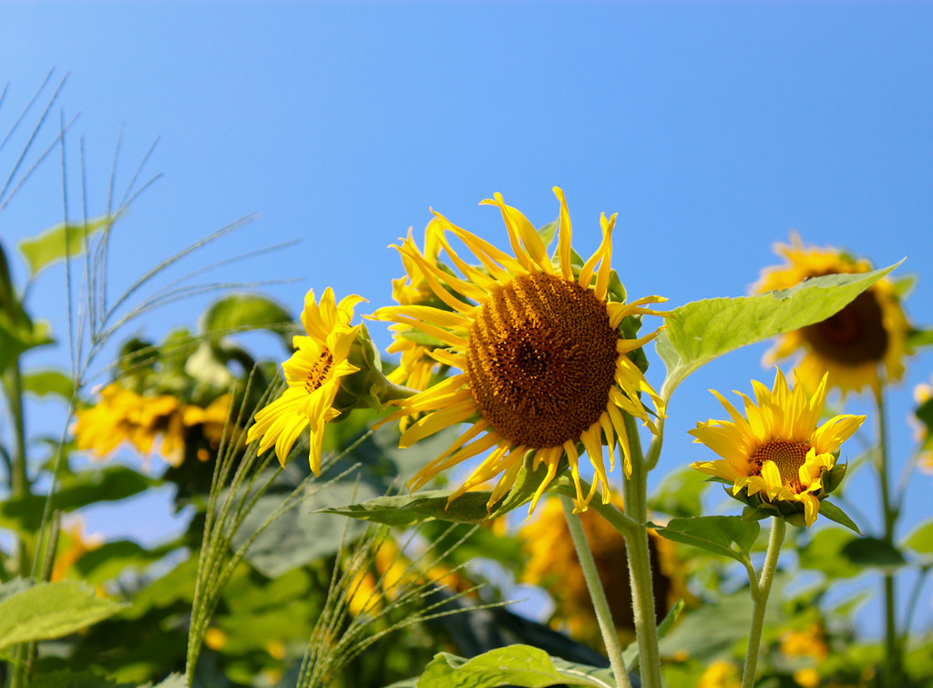 Sunflowers Sunflowers at Tuttle's Farm in Dover, NH. Tuttl… Flickr