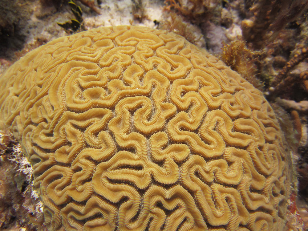 Grooved Brain Coral Scientific Name Diploria labyrinthifo… FWC