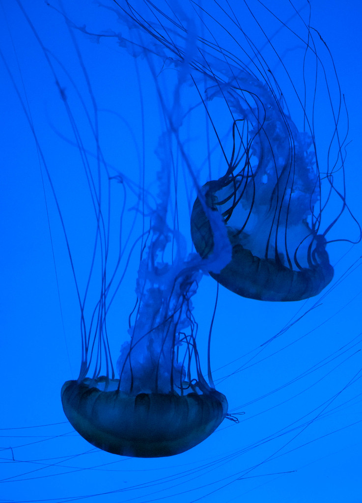 Jellies Jellyfish at the boston aquarium gkiw Flickr