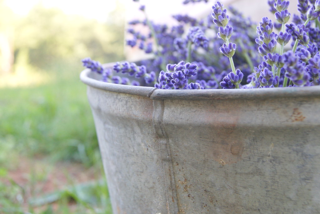 Betty's Blue Lavender Heather Anderson Flickr