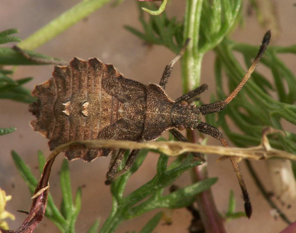 Coreidae Enoplops scapha Boat leather bug nymph a photo on Flickriver