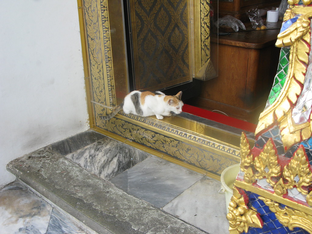 temple cat guarding a door at wat pho. Moira Clunie Flickr
