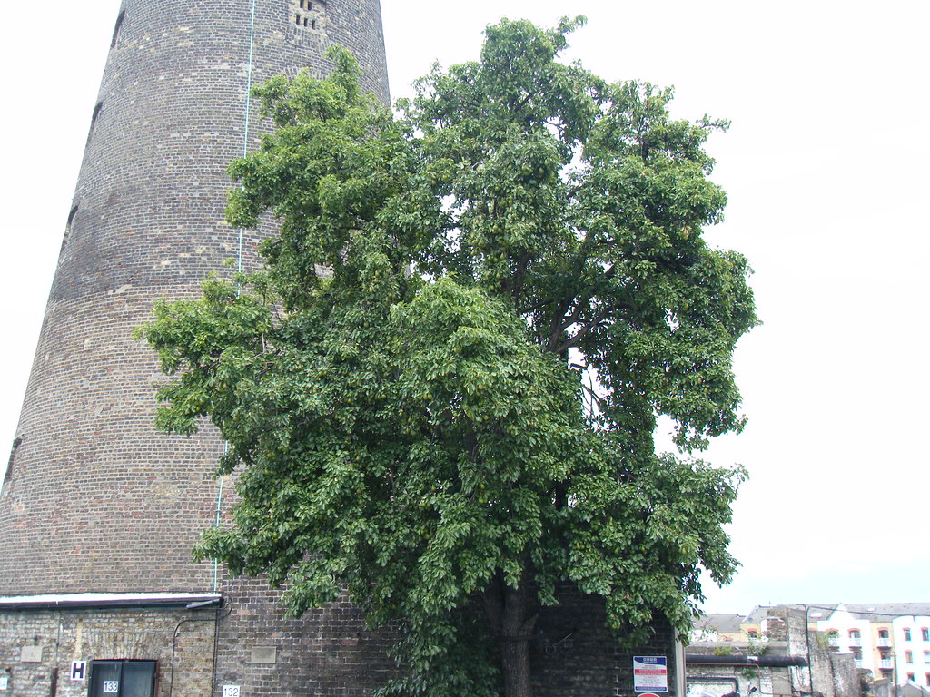 The oldest pear tree in Dublin? An example of one of the l… Flickr
