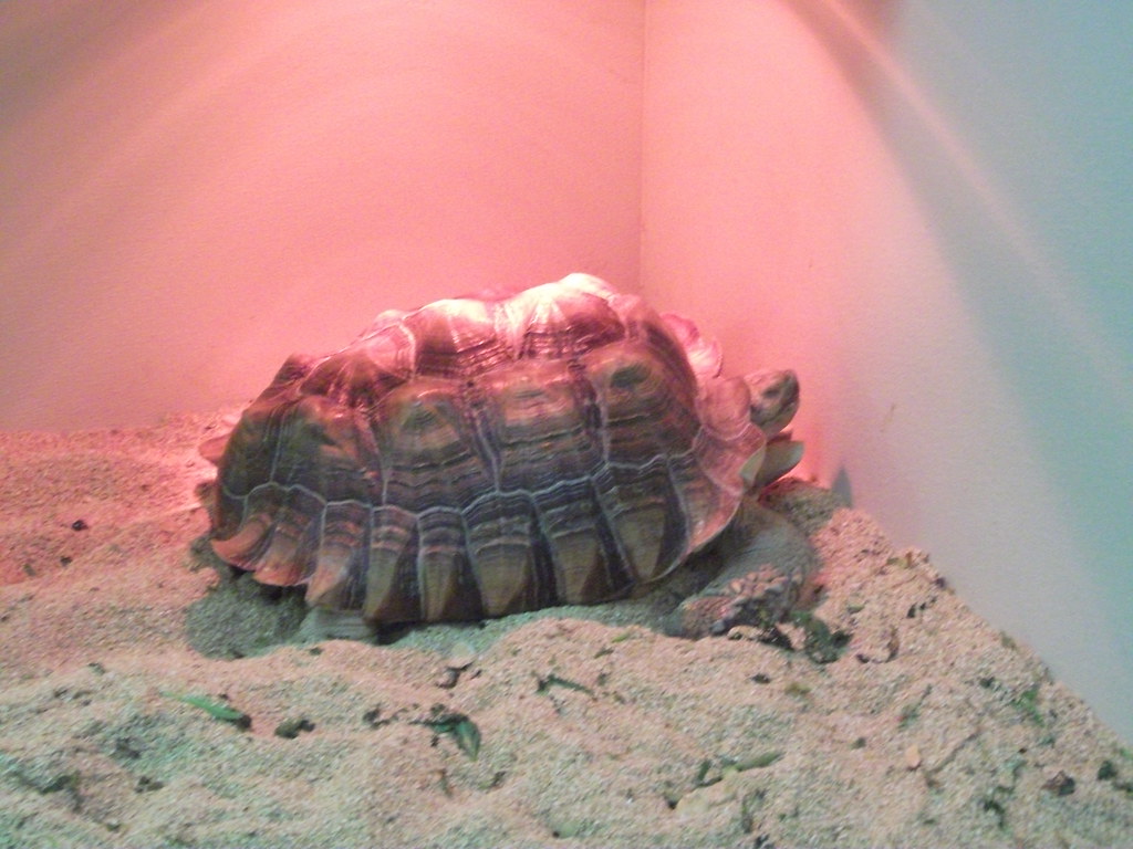 Qmart Turtle In His Lair In the pet department. Quakertown… Flickr