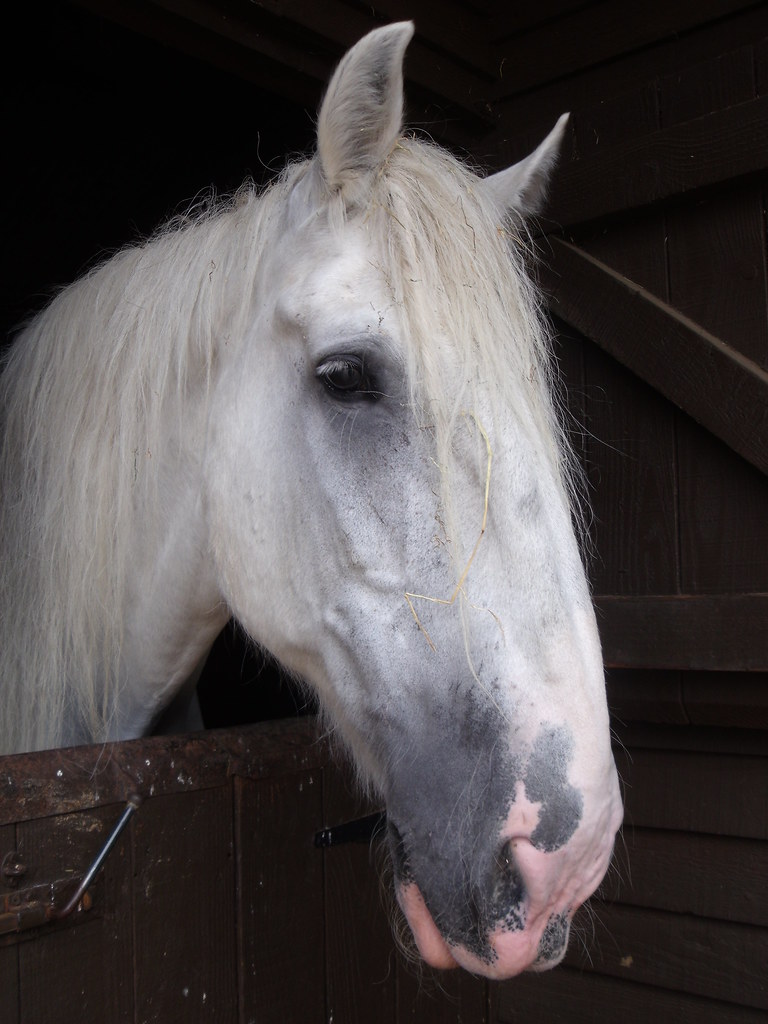 Dorset Heavy Horse Centre Smokey Joe, Shire gelding. Sadly… Flickr