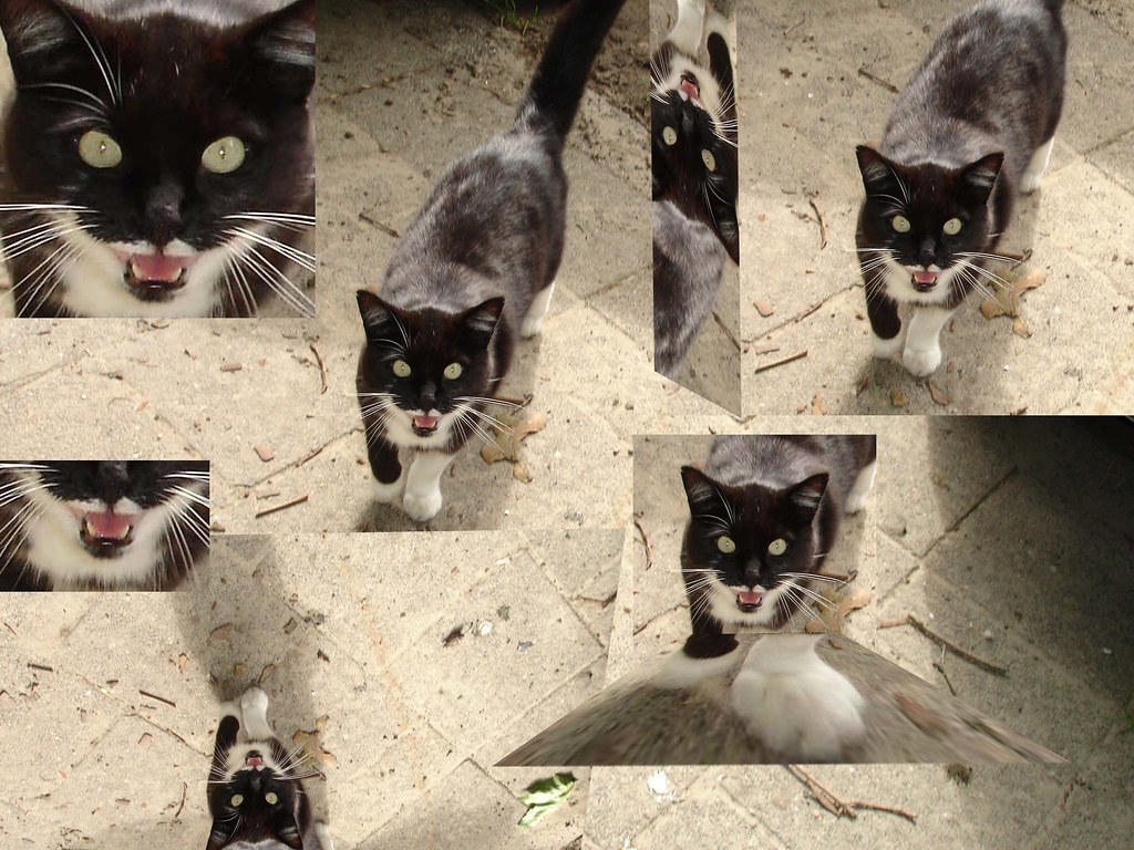 Meow Cat meowing at me. Random. Very random. Mercedes