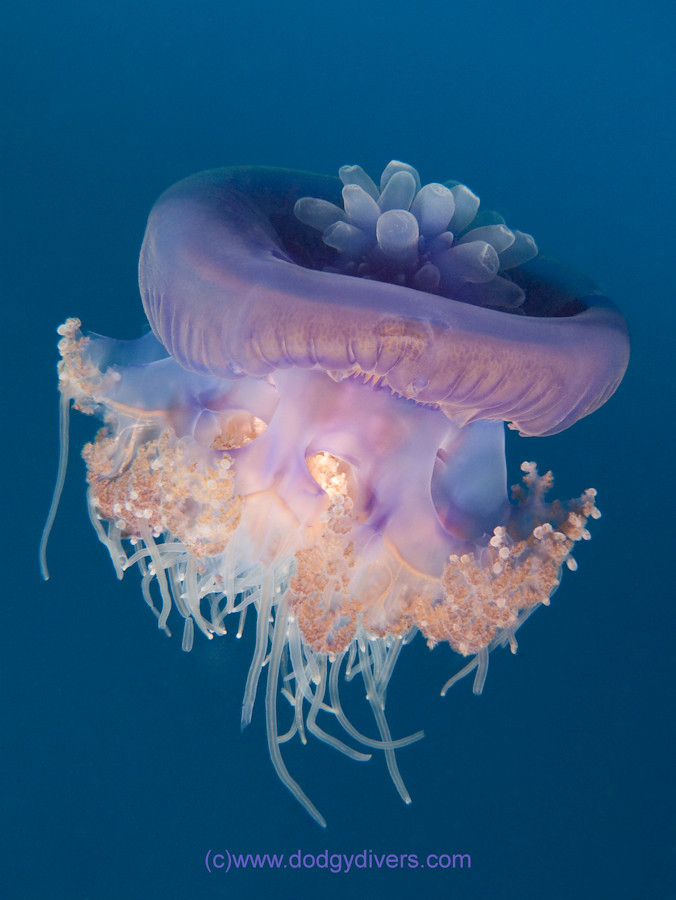 Cauliflower Jellyfish 3 Cephea cephea Jo Clark Flickr