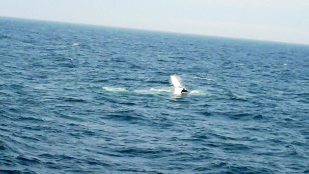 Whale Watching in the Gulf of Maine If you follow the sequ… Flickr