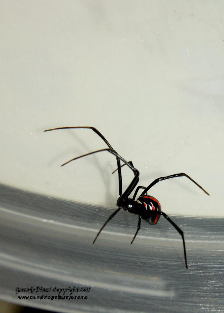 ARAÑA CAPULINA COPYRIGHT 2011 GERARDO DIAZ D´LUNA FOTOGRAF… Flickr