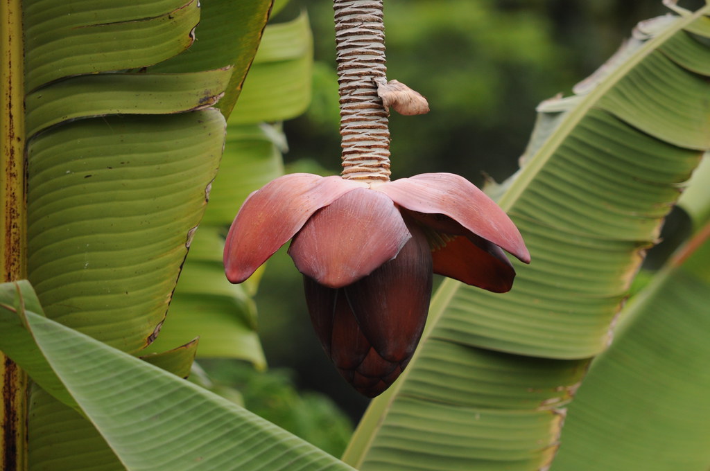 Banana Flower Subash BGK Flickr