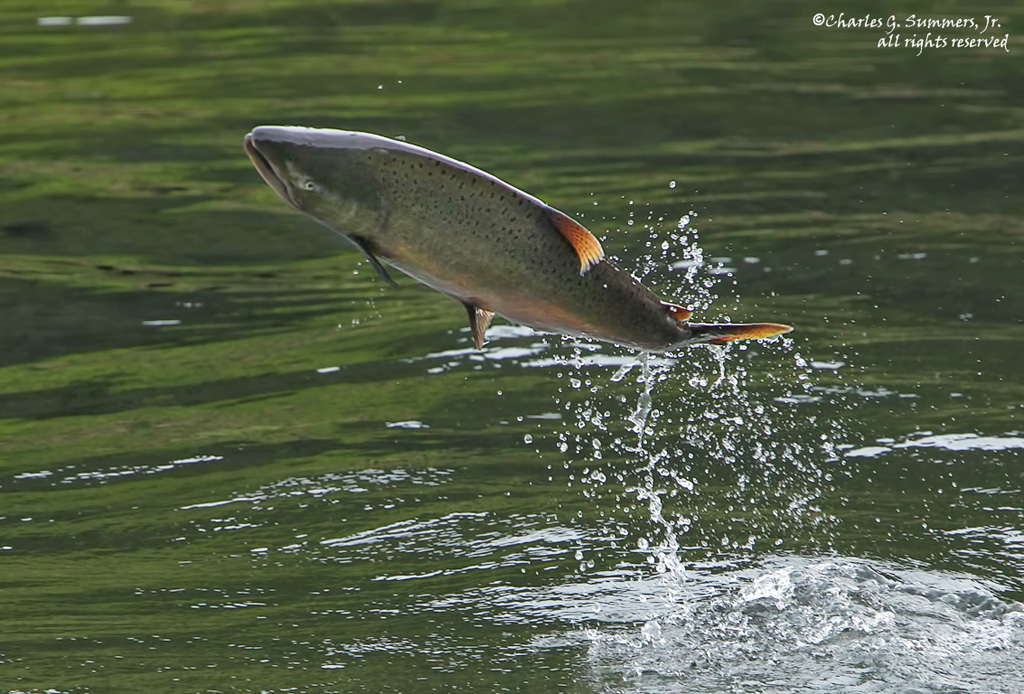 Pink Salmon jumping out of Herring Cove Creek CGS13783 Flickr
