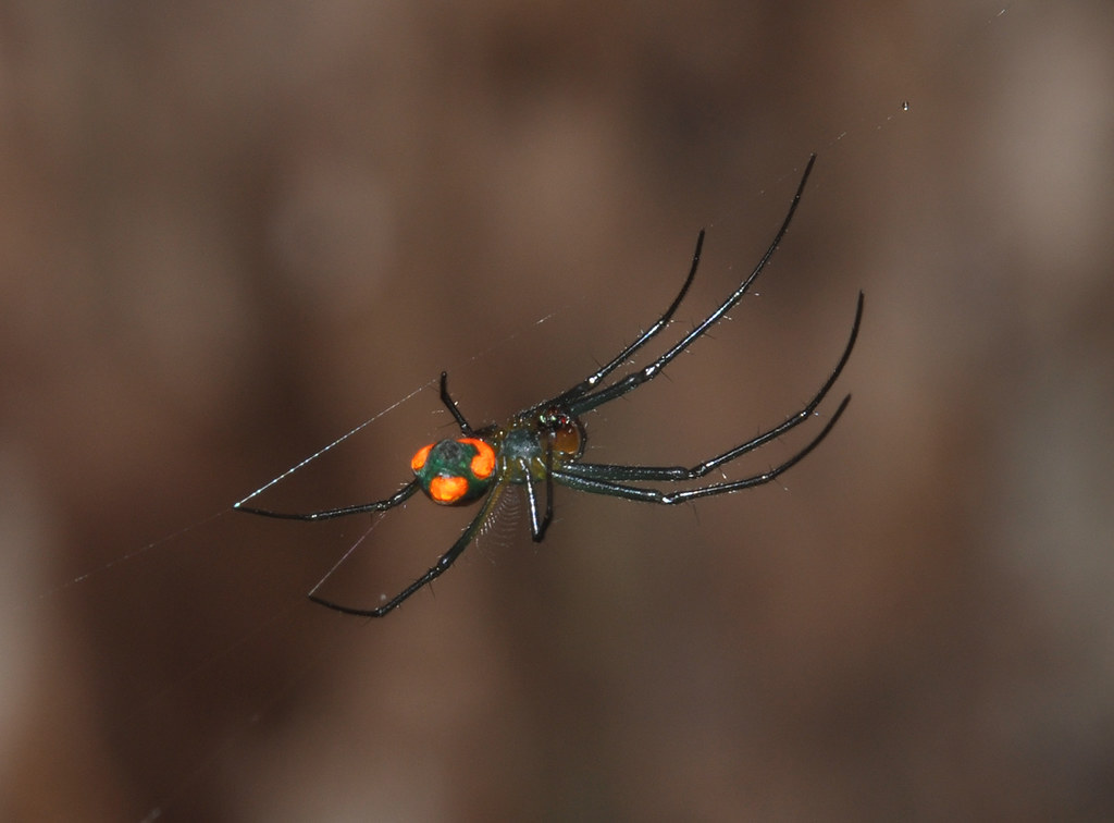 Orangedot spider (Tetragnathidae, Leucaginae) Bolivian Am… Art