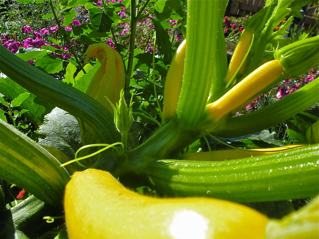 Endless fertility A squash plant in my garden this year. P… Flickr
