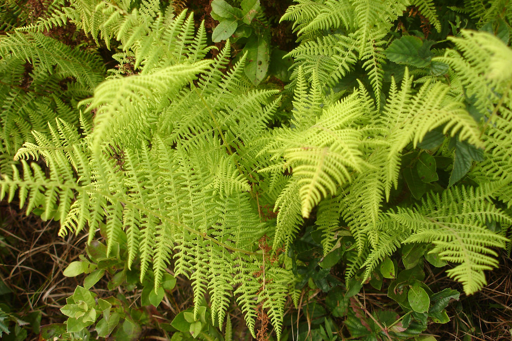 Yellow Fern the great 8 Flickr
