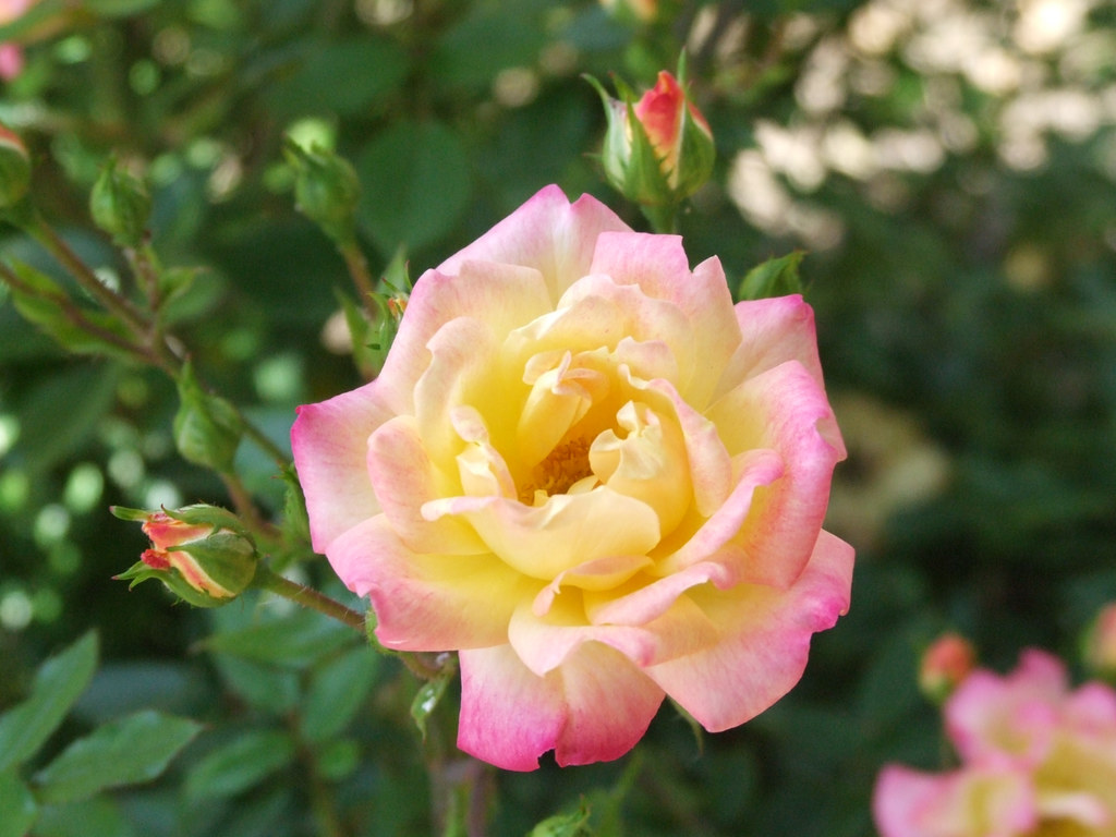 2009 06 21_Jersey Holiday_1097 Roses In Jersey CI 2009 Flickr