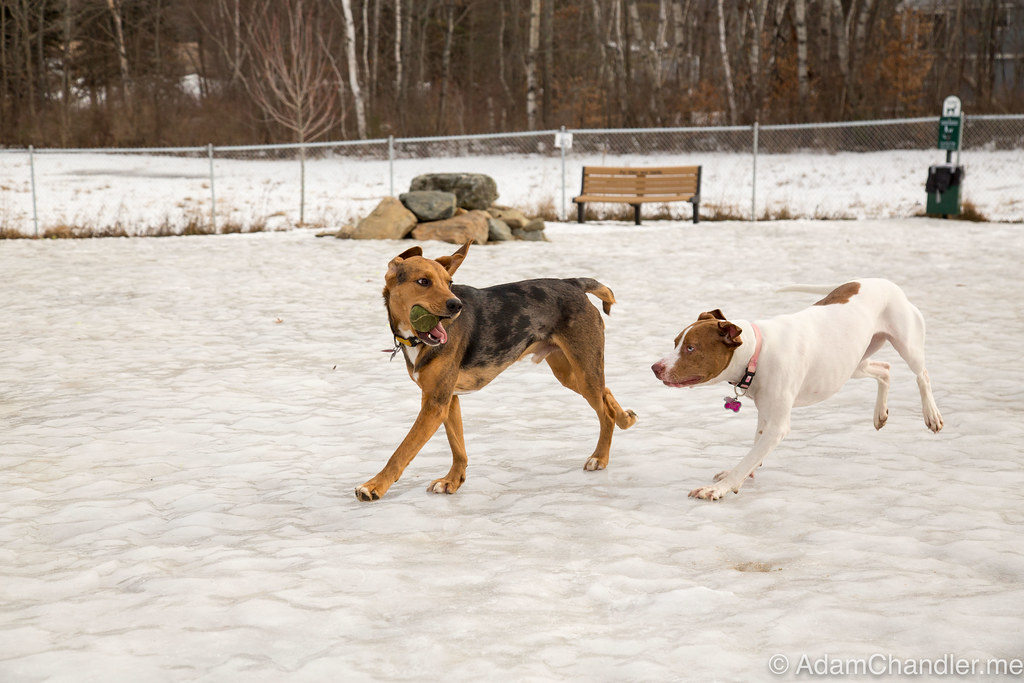 Porter The Dog Park (1142017) AdamChandler86 Flickr