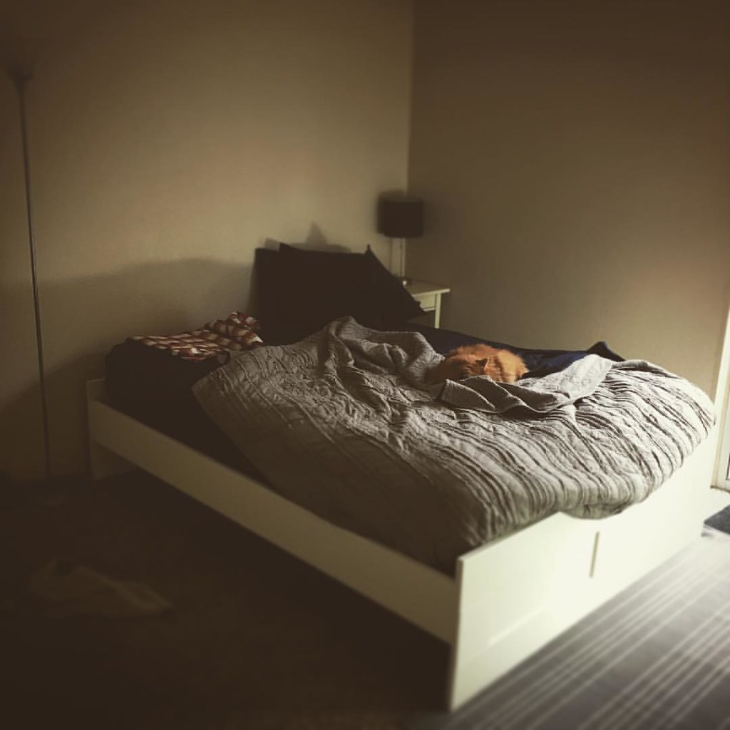 You put a blanket on the bed for her and she just goes for… Flickr