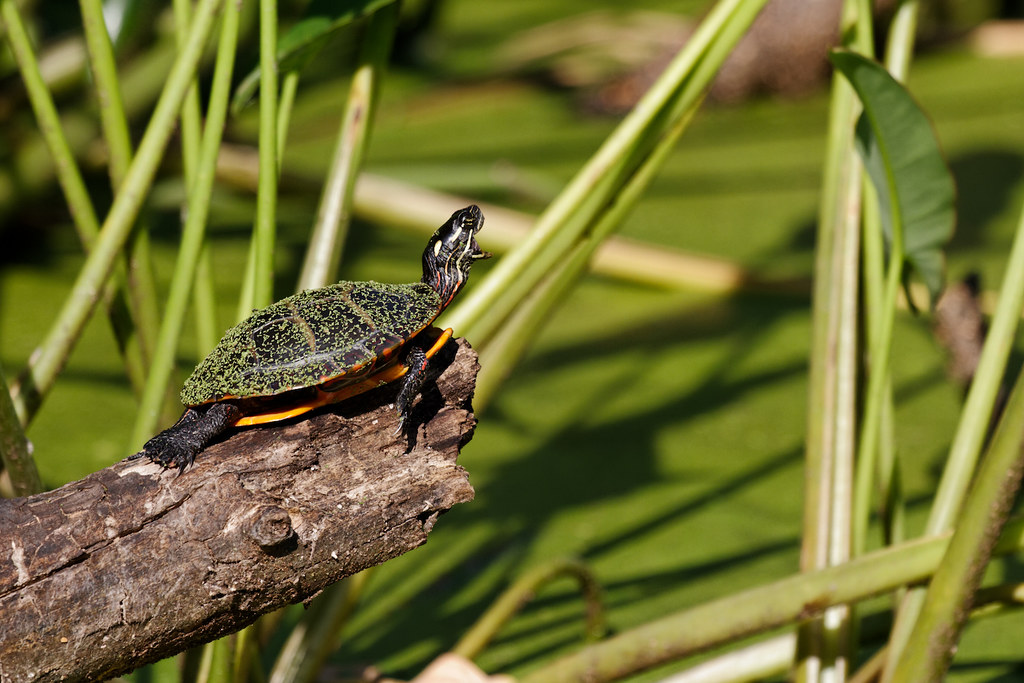 Turtle Yawn EOS 7D, EF 100400mm f/4.55.6L IS USM