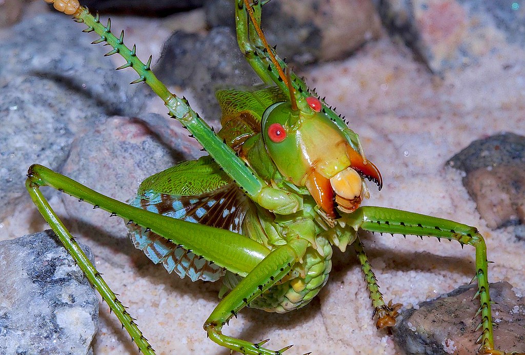 Greater AridLand Katydid This spectacular predaceous katy… Flickr