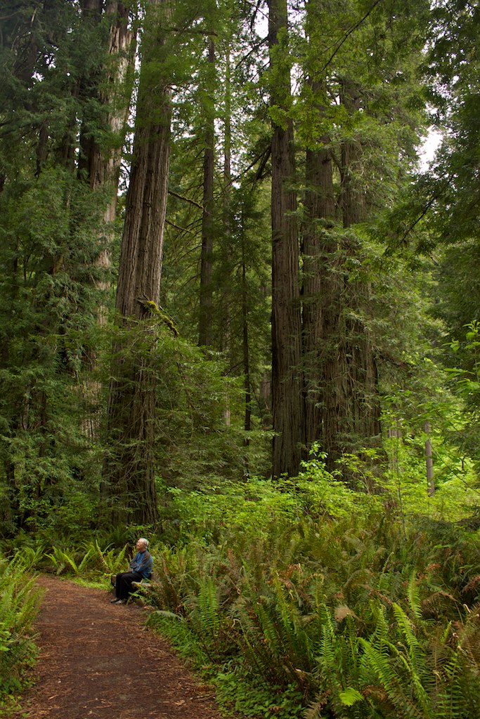 Alaska_2011 747 Redwood National Park Ann Yang Flickr