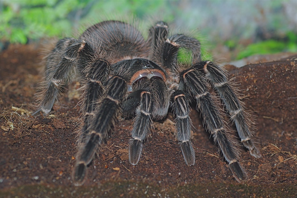 Brazilian Salmon Pink TarantulaLasiodora Parahybana Flickr