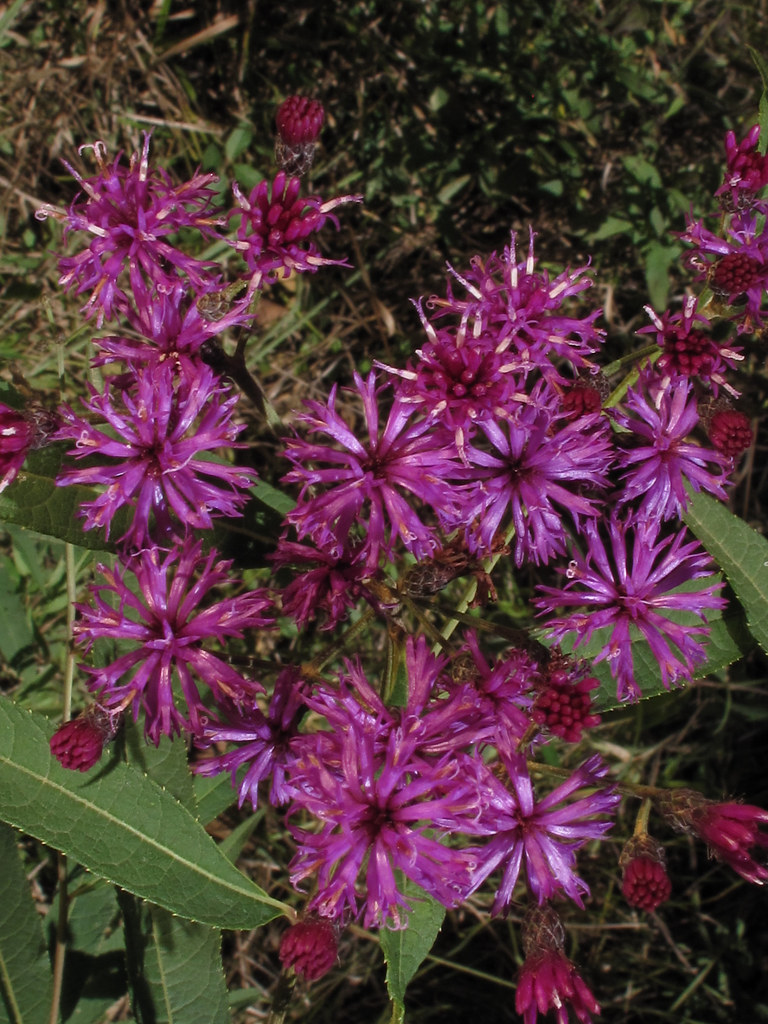 Vernonia altissima, Grand Prairie, Coosa Prairies, Floyd C… Flickr
