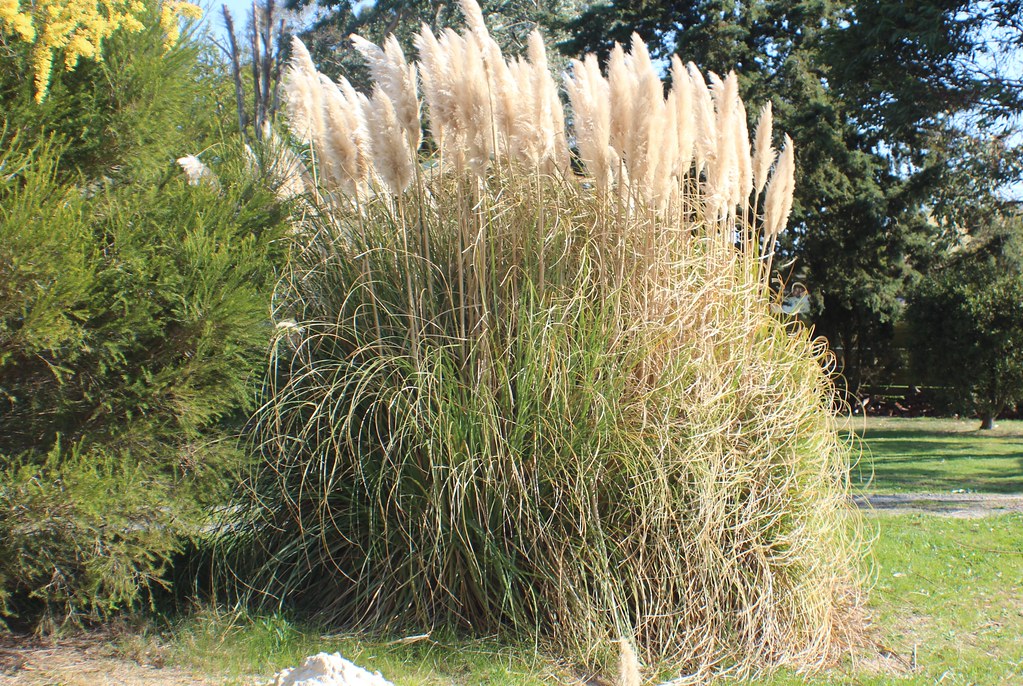 Cortaderia selloana (Pampas Grass) cultivated Pampas Gra… Flickr