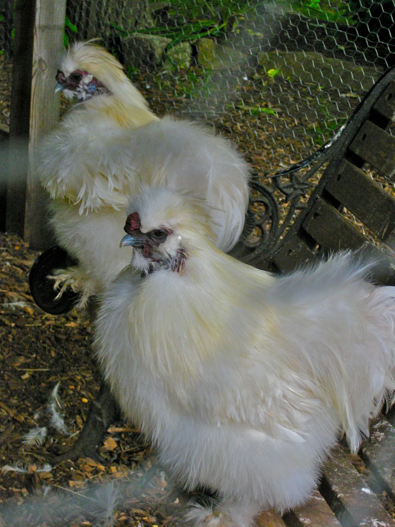 Long Haired White Fuzzy Chickens eeeannie20k Flickr