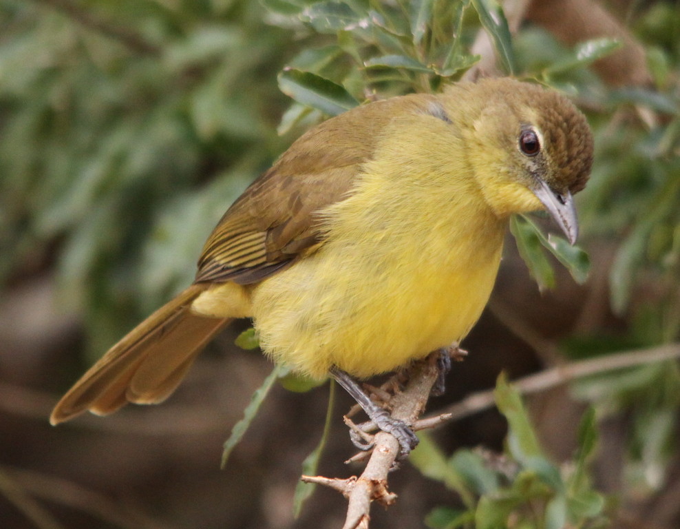 Yellowbellied Greenbul, Chlorocichla flaviventris Flickr