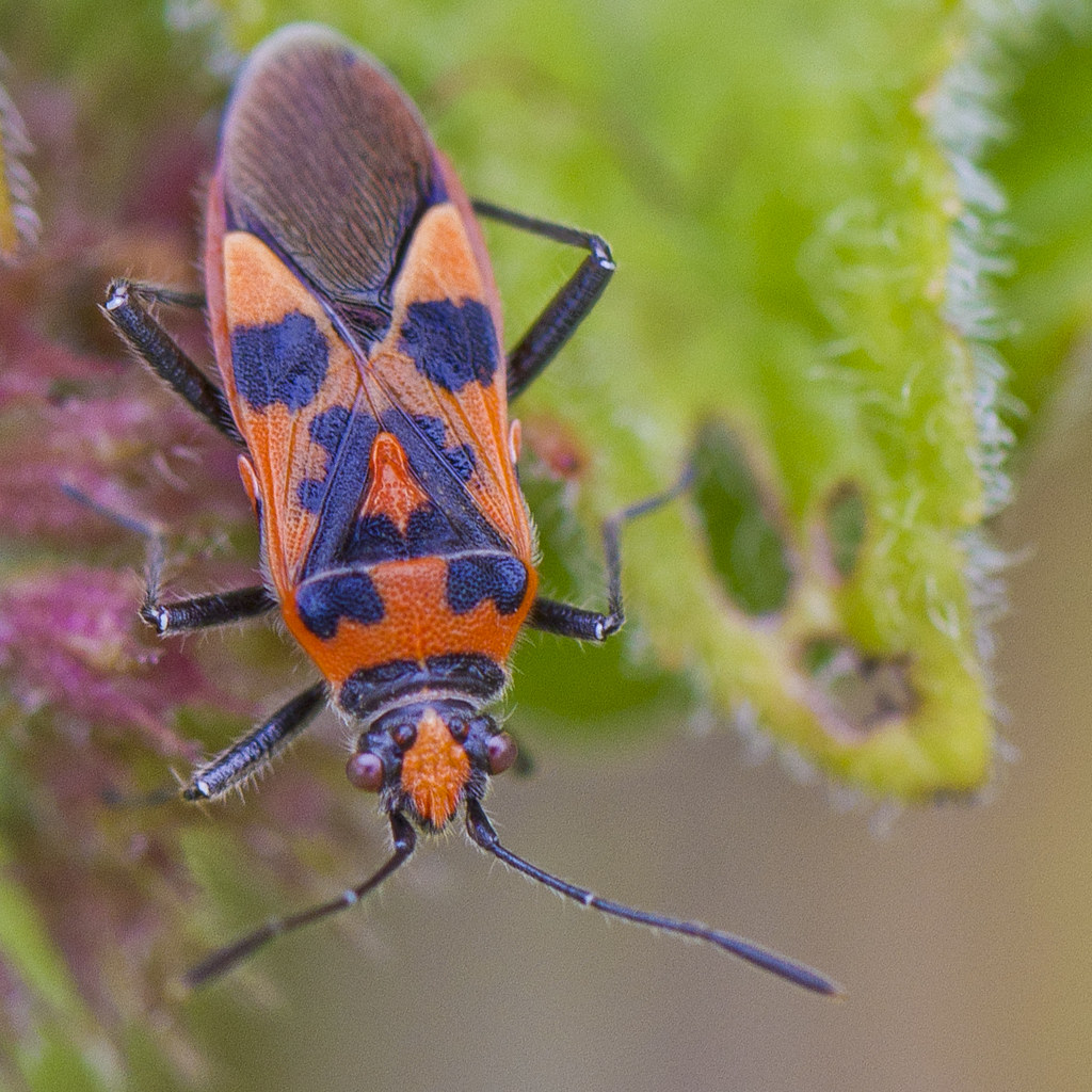 Corizus hyoscyami Orange and Black bug Black and orange … Flickr