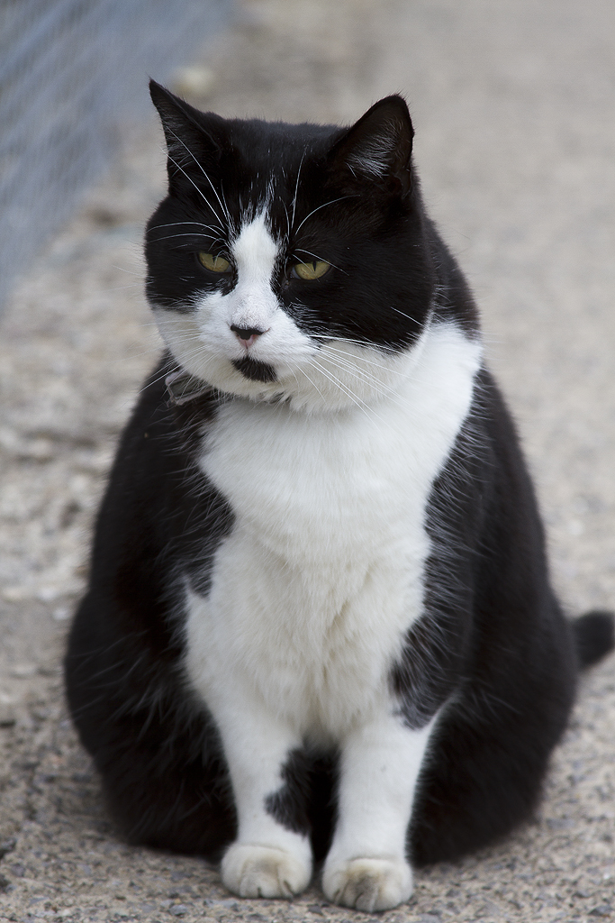Station Fat Cat Yeovil Pen Mill The station Cat at Yeovil … Flickr