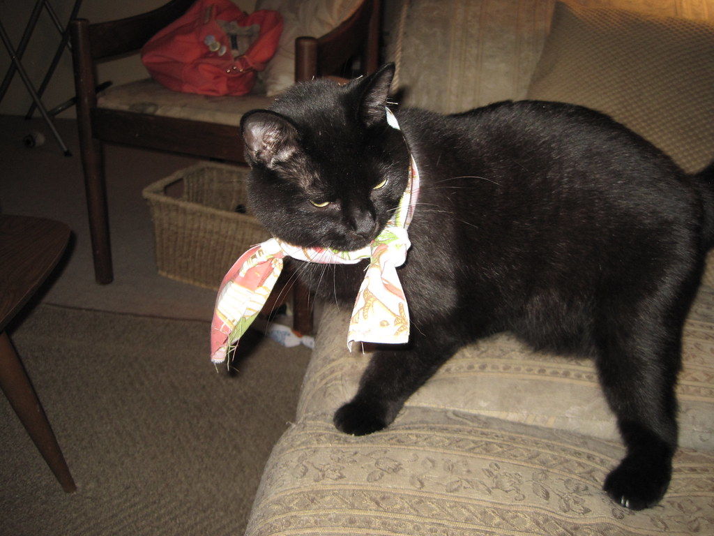 Logan When you're bored, you dress up your cat... Jen Flickr