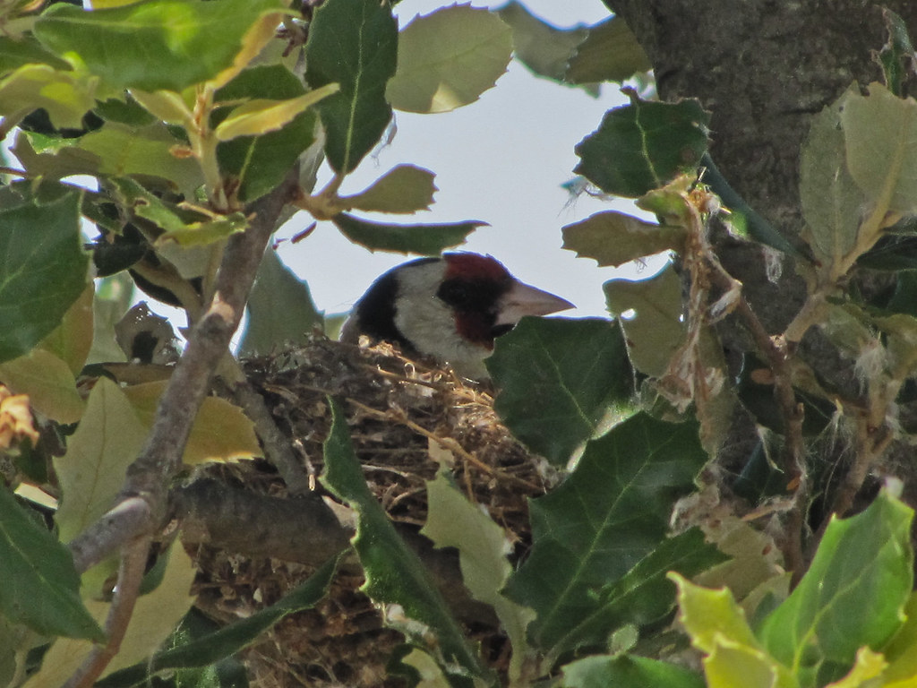 Stieglitz im Nest Juli 11, NGIDn39429983 naturgucker.de