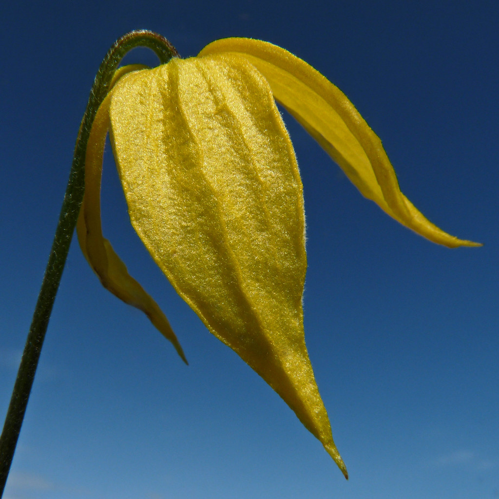 Yellow Clematis / Clematis tangutica This beautiful, vibra… Flickr