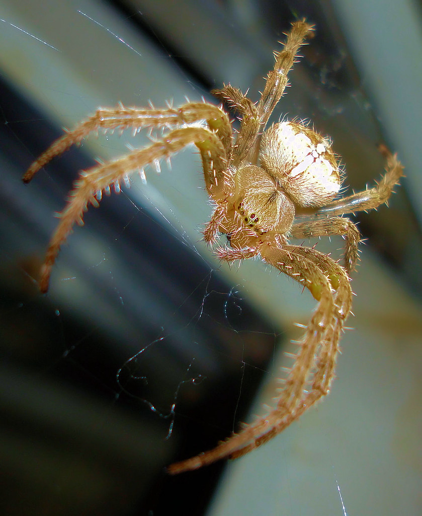"British Spiders" "Garden Spider" "Araneus diadematus" Flickr