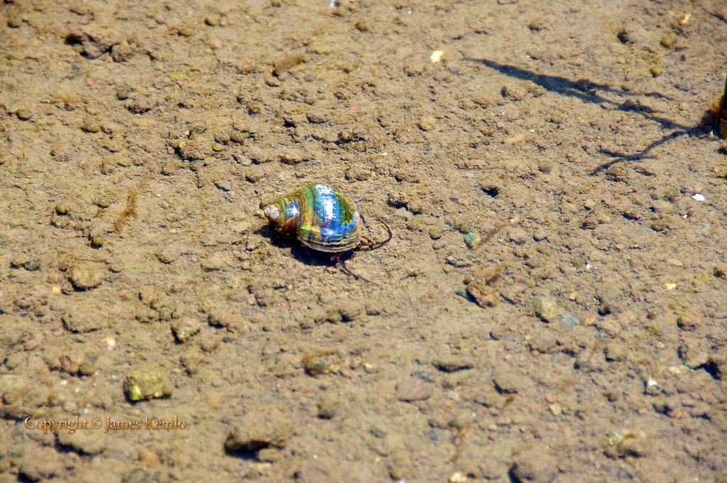 aquatic snails in the rice fields James Kemlo (Junpei Hayakawa) Flickr