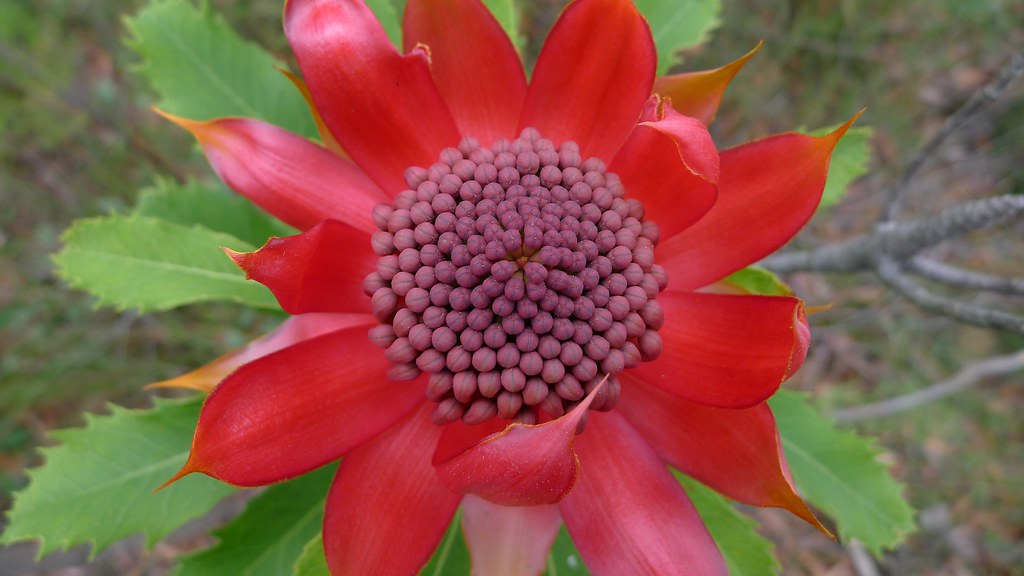 Waratah Waratah, Telopea speciosissima. Dharawal Nature Re… Flickr