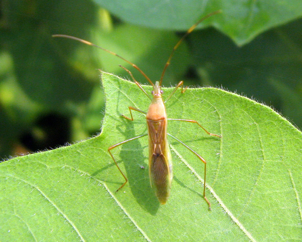 GUNDHI BUG Leptocorisa acuta Thunberg Family Coreidae Ord… Flickr